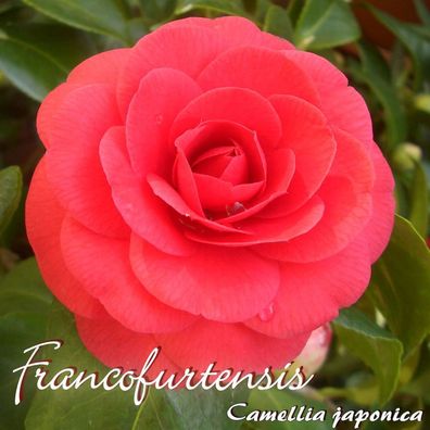 Kamelie "Francofurtensis" - Camellia japonica - 3-jährige Pflanze (1498)