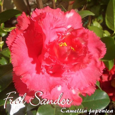 Kamelie "Fred Sander" - Camellia japonica - 3-jährige Pflanze (86)