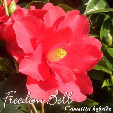 Kamelie "Freedom Bell" - Camellia hybride - 3-jährige Pflanze (105)