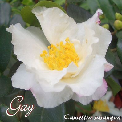 Kamelie "Gay" - Camellia sasanqua - 3-jährige Pflanze (208)