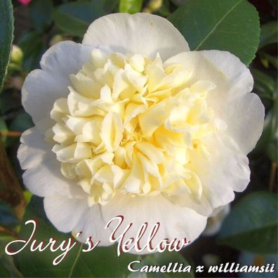 Kamelie "Jurys Yellow" - Camellia x williamsii - 4 bis 5-jährige Pflanze (32)
