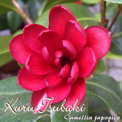 Kamelie "Kuru-tsubaki" - Camellia japonica - 3-jährige Pflanze (179)