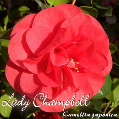 Kamelie "Lady Campbell" - Camellia japonica - 3-jährige Pflanze (6)