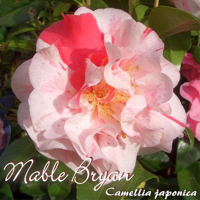 Kamelie "Mable Bryan" - Camellia japonica - 3-jährige Pflanze (156)