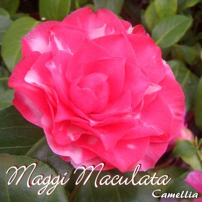 Kamelie "Maggi Maculata" - Camellia - 3-jährige Pflanze (175)