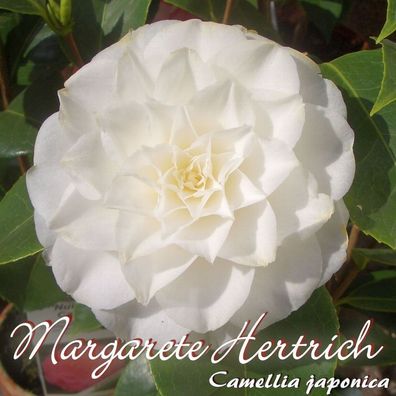 Kamelie "Margarete Hertrich" - Camellia japonica - 3-jährige Pflanze (118)