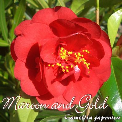 Kamelie "Maroon and Gold" - Camellia japonica - 4 bis 5-jährige Pflanze (14)