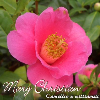 Kamelie "Mary Christian" - Camellia x williamsii - 3-jährige Pflanze (27)