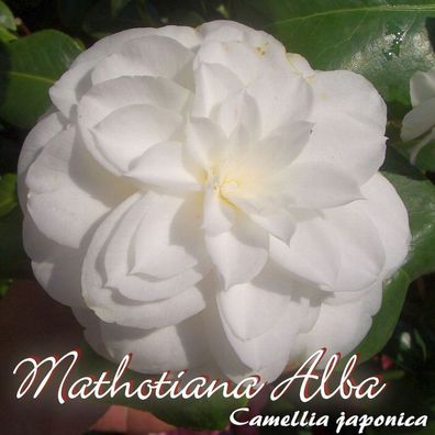 Kamelie "Mathotiana Alba" - Camellia japonica - 3-jährige Pflanze (5)