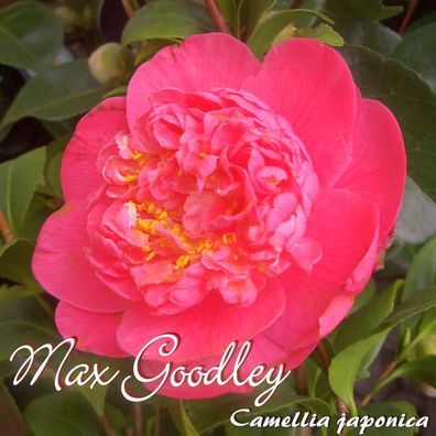 Kamelie "Max Goodley" - Camellia japonica - 3-jährige Pflanze (117)