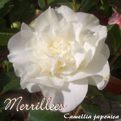 Kamelie "Merrillees" - Camellia japonica - 3-jährige Pflanze (188)