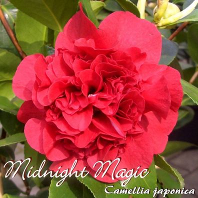 Kamelie "Midnight Magic" - Camellia japonica - 3-jährige Pflanze (60)