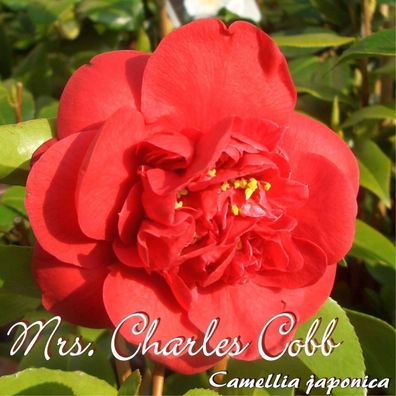 Kamelie "Mrs. Charles Cobb" - Camellia japonica - 3-jährige Pflanze (176)
