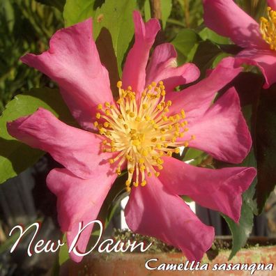 Kamelie "New Dawn" - Camellia sasanqua - 4 bis 5-jährige Pflanze (198)