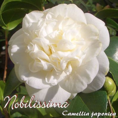 Kamelie "Nobilissima" - Camellia japonica - 3-jährige Pflanze (48)