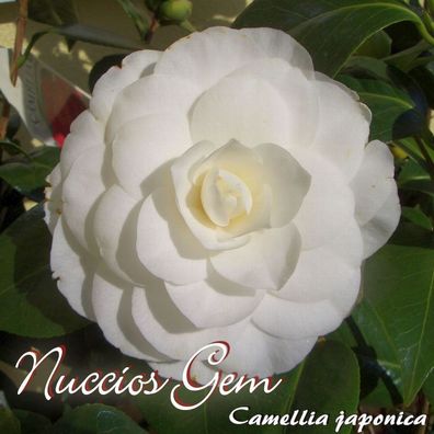 Kamelie "Nuccio´s Gem" - Camellia japonica - 3-jährige Pflanze (37)