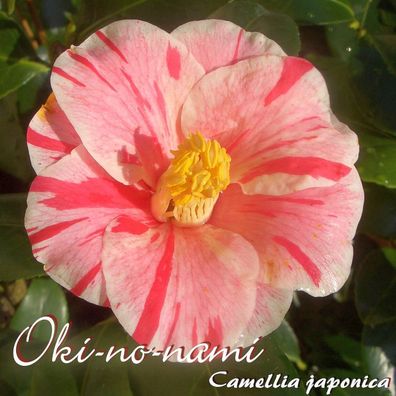 Kamelie "Oki-no-nami" - Camellia japonica - 3-jährige Pflanze (173)