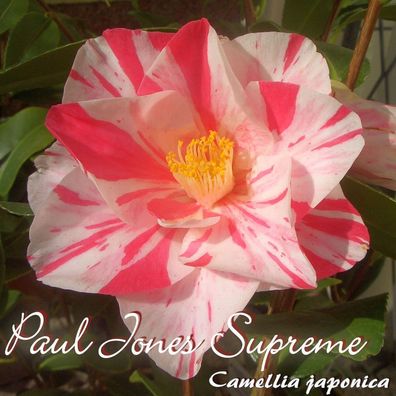 Kamelie "Paul Jones Supreme" - Camellia japonica - 3-jährige Pflanze (199)