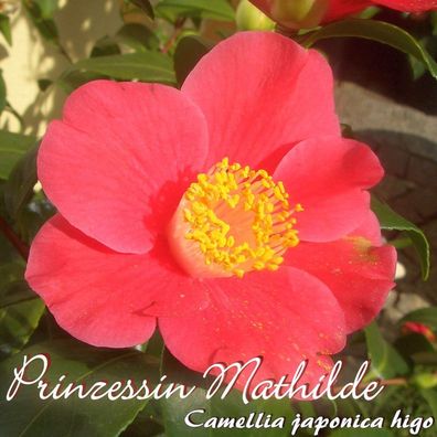 Kamelie "Prinzessin Mathilde" - Camellia japonica higo - 3-jährige Pflanze (241)