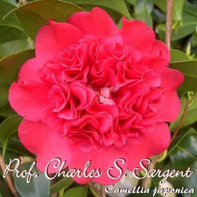 Kamelie "Prof. Charles S. Sargent" - Camellia japonica - 3-jährige Pflanze (164)