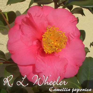 Kamelie "R. L. Wheeler" - Camellia japonica - 3-jährige Pflanze (84)