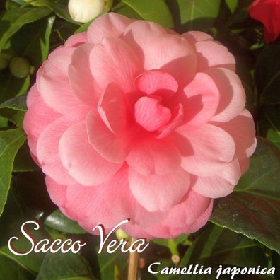 Kamelie "Sacco Vera" - Camellia japonica - 4 bis 5-jährige Pflanze (143)