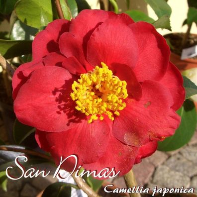 Kamelie "San Dimas" - Camellia japonica - 3-jährige Pflanze (51)