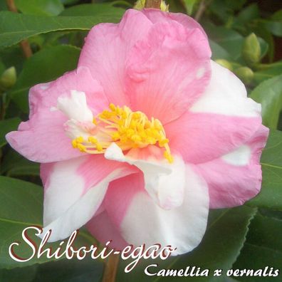 Kamelie "Shibori-egao" - Camellia x vernalis - 3-jährige Pflanze (222)