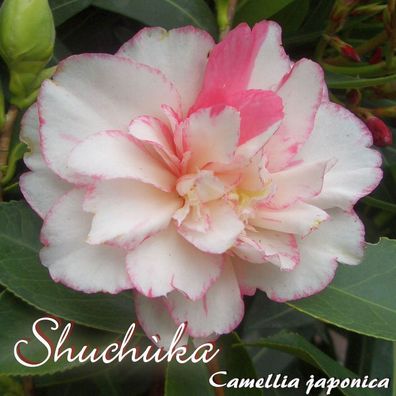 Kamelie "Shuchùka" - Camellia japonica - 3-jährige Pflanze (97)