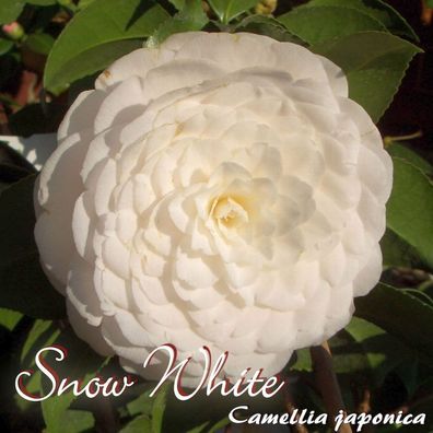 Kamelie "Snow White" - Camellia japonica - 3-jährige Pflanze (139)