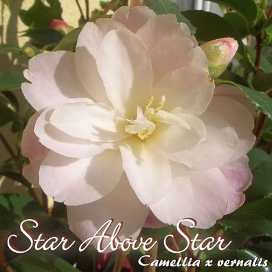 Kamelie "Star Above Star" - Camellia x vernalis - 3-jährige Pflanze (227)