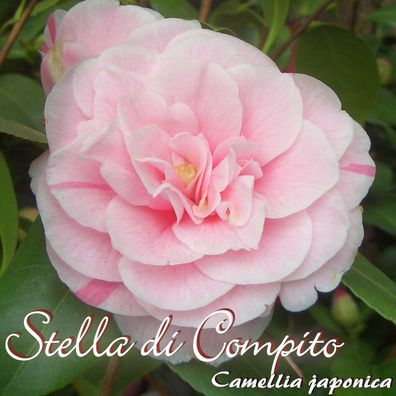 Kamelie "Stella di Compito" - Camellia japonica - 3-jährige Pflanze (232)