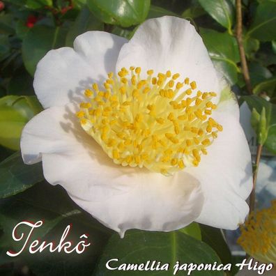 Kamelie "Tenkô" - Camellia japonica higo - 4 bis 5-jährige Pflanze (127)
