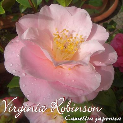 Kamelie "Virginia Robinson" - Camellia japonica - 3-jährige Pflanze (115)
