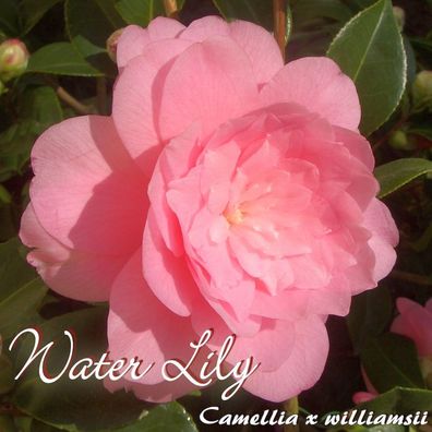 Kamelie "Water Lily" - Camellia x williamsii Hybride - 3-jährige Pflanze (21)