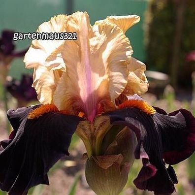 Schwertlilie Bart-Iris Secret Service