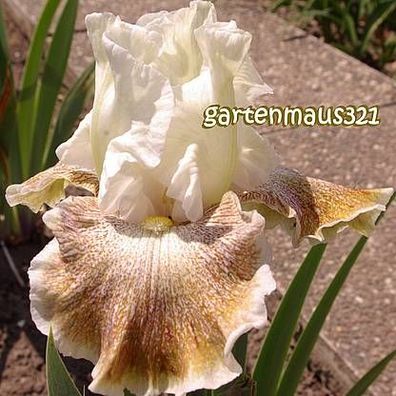 Schwerlilie Bart-Iris Owyhee Desert 2X blühend