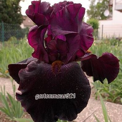 Schwertlilie Bart-Iris Baciamisubito