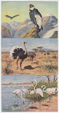45745/3 Tier Ak Flamingo Strauss Kondor um 1910