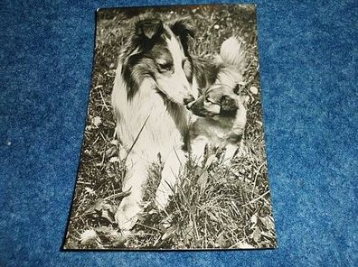 2998/ Postkarte-Schottischer Schäferhund und Welpe