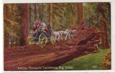 06310 Ak Kutsche auf gefälltem Riesenbaum um 1910