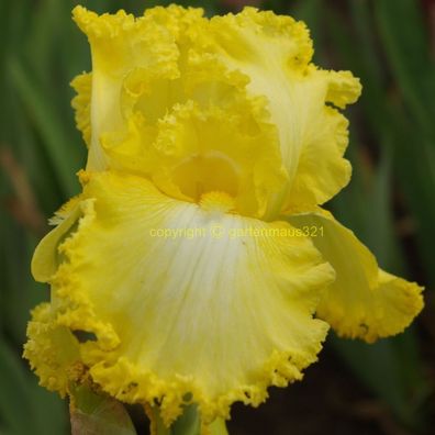 Schwertlilie Bart-Iris Fallalary