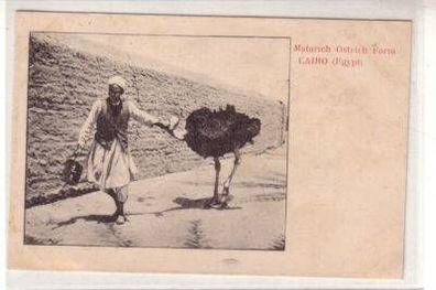 49800 Ak Cairo Matarich Ostrich Straußen Farm um 1900