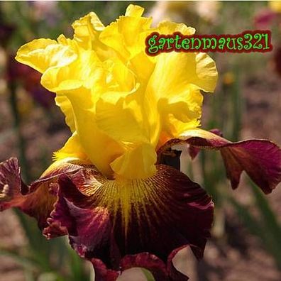 Schwertlilie Bart-Iris Grenade