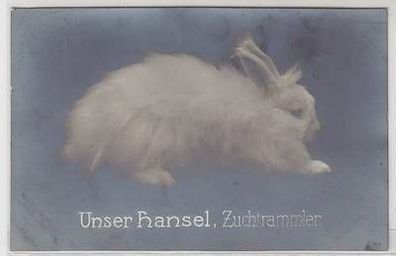47306 Foto Ak "Unser Hansel" Zuchtrammler 1916