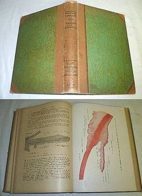 Lehrbuch und Atlas der Anatomie des Menschen V und VI