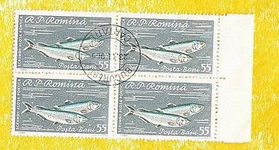 Motiv Rumänien Fische - Randviererblock Schwarzmeer Alse (Alosa pontica) o