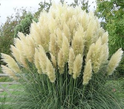 1 x Cortaderia selloana ‚White‘ XXL Topf (Ziergras/ Gräser/ Stauden) Pampasgras