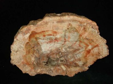 Versteinertes Holz Anschliff -Fossilien-Versteinerungen-Heilsteine-Anschliffe-
