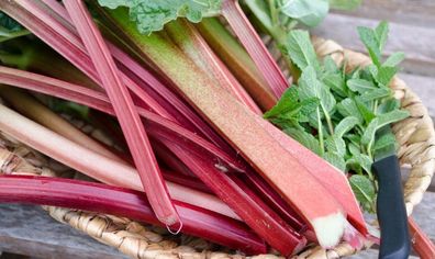 1 x Rheum rhabarbarum ´Stockbridge Arrow‘ (Rhabarber) 2 Liter